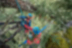 Sleeping in the trees