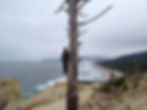 Seaside tree climbing