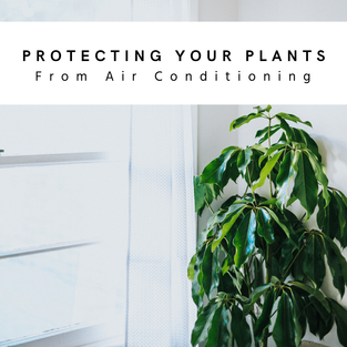 protecting plants ac