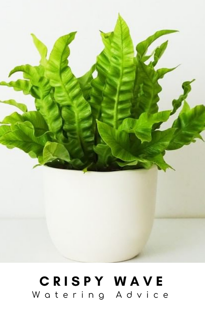 Crispy Wave Watering Advice