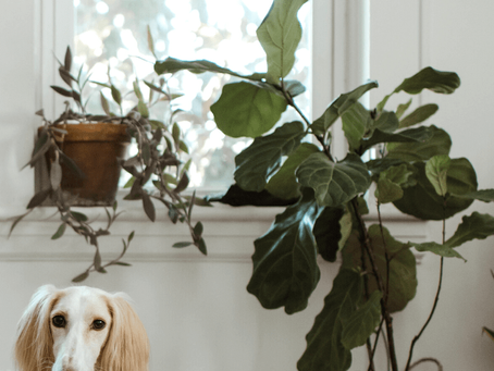 Things You Should Know About Plants and Pets