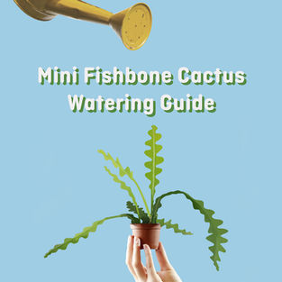 Mini Fishbone Cactus Watering Guide