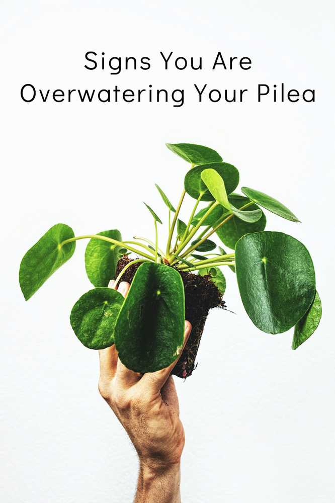 4 Signs You Are Overwatering Your Pilea