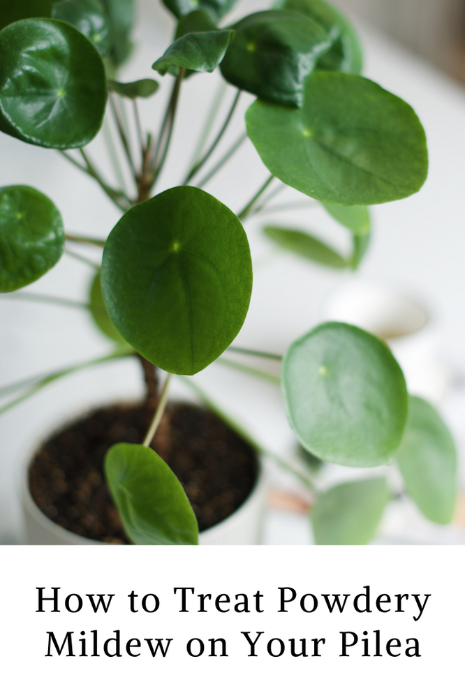 How To Treat Powdery Mildew On Your Pilea How to treat powdery mildew on your pilea