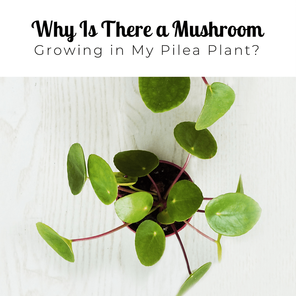 mushroom pilea plant