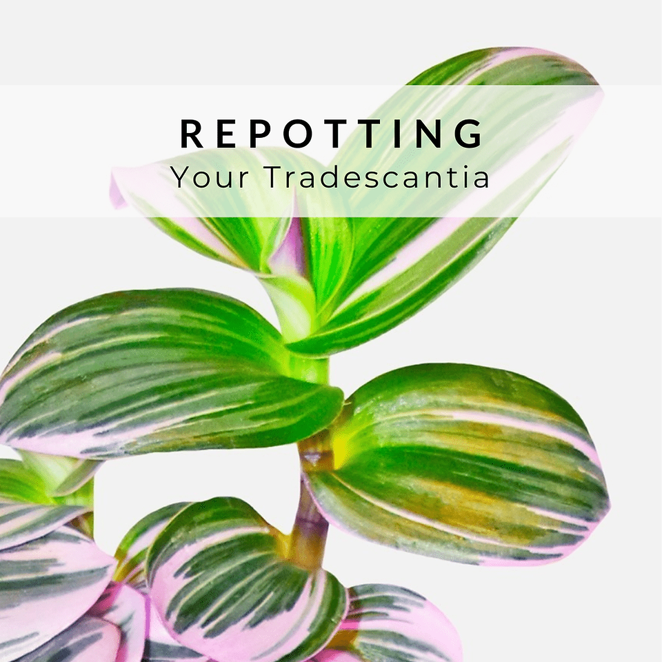 repotting tradescantia