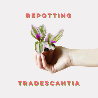Repotting Tradescantia