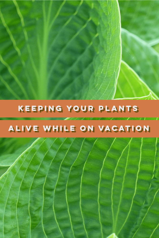 How to Keep Your Mini Plants Alive While on Vacation