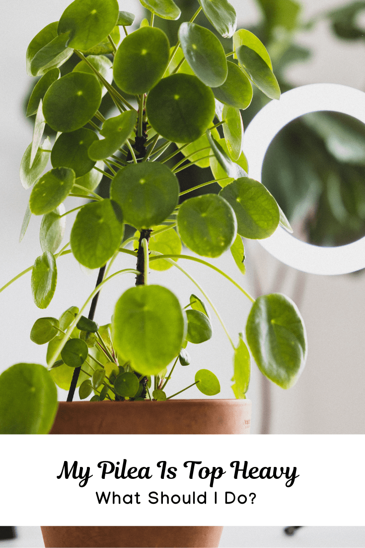 The Pass It On Plant Care & Advice