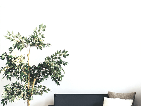 Houseplant Decor Ideas for the Living Room