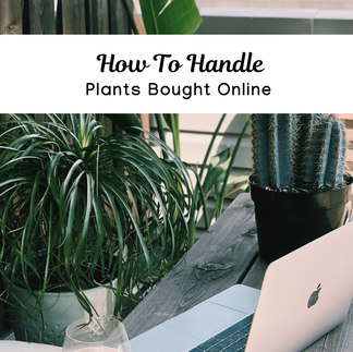 How To Handle Plants Bought Online