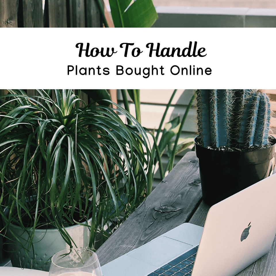 How To Handle Plants Bought Online