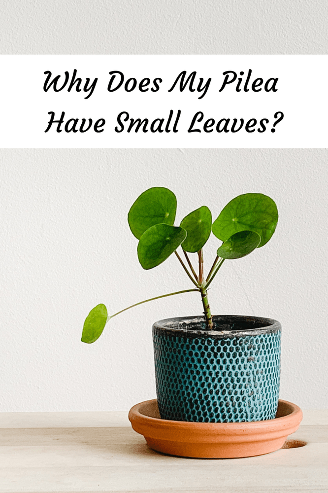 Why Does My Pilea Have Small Leaves?