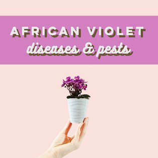 African Violet Diseases & Pests