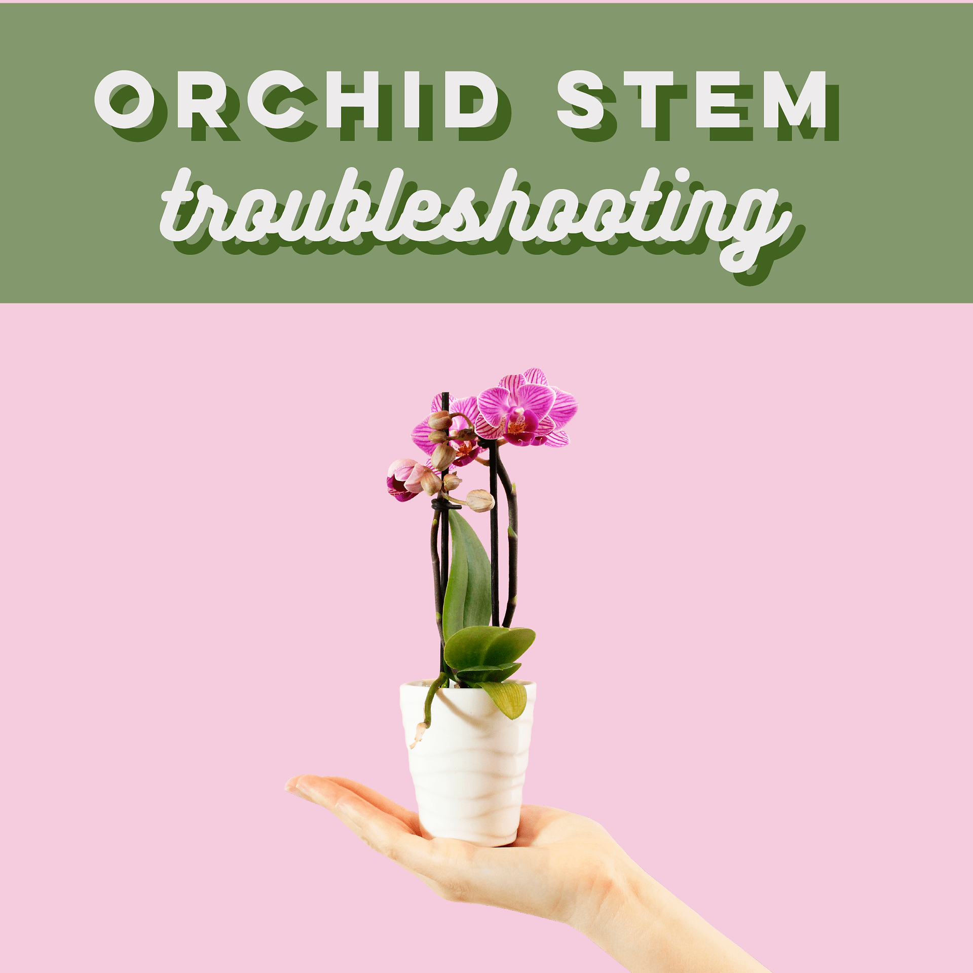 Orchid Stem Turning Red, Yellow or Brown: What Does it Mean?