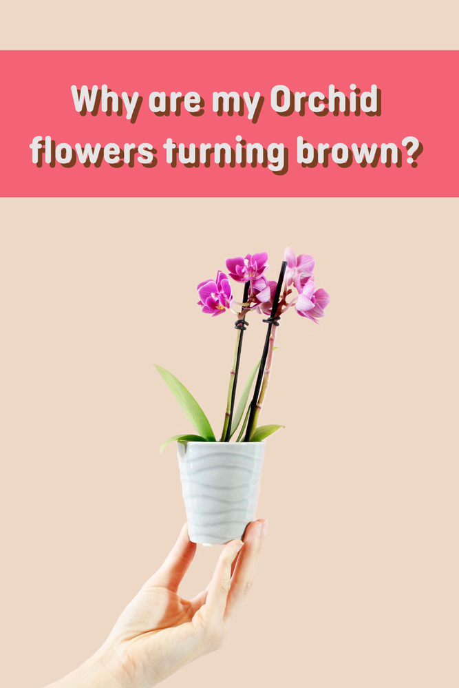 Why Are My Orchid’s Flowers Turning Brown?