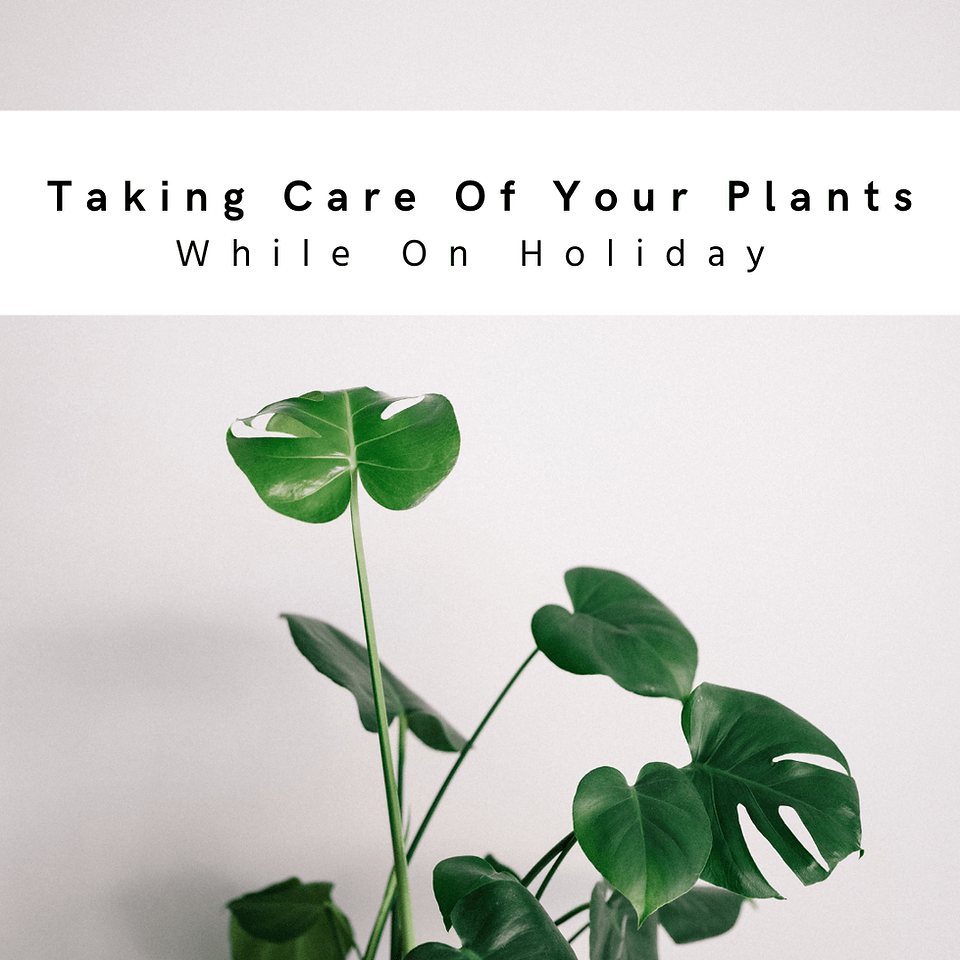 Taking Care Of Your Plants While On Holiday