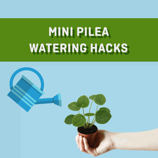 Mini Pilea Watering Hacks