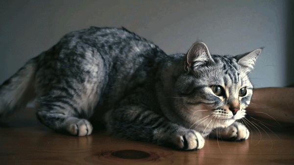 WHISKAS