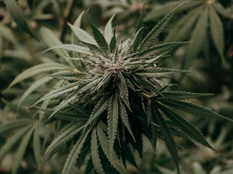 cannabis-gce74f2831_1920.jpeg
