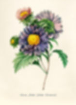 Botanical illustration of flowers by botanical artist Pierre-Joseph Redouté