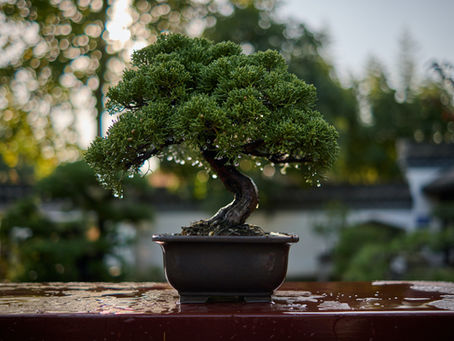 Caring for a Bonsai: A Guide to Watering Your Bonsai Trees