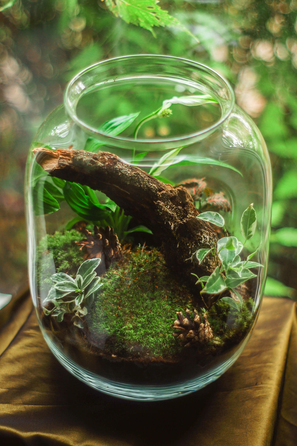 Terrarium with log, plants, moss, and soil