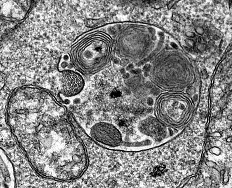 Doctorate in Cell Biology and Biomedicine