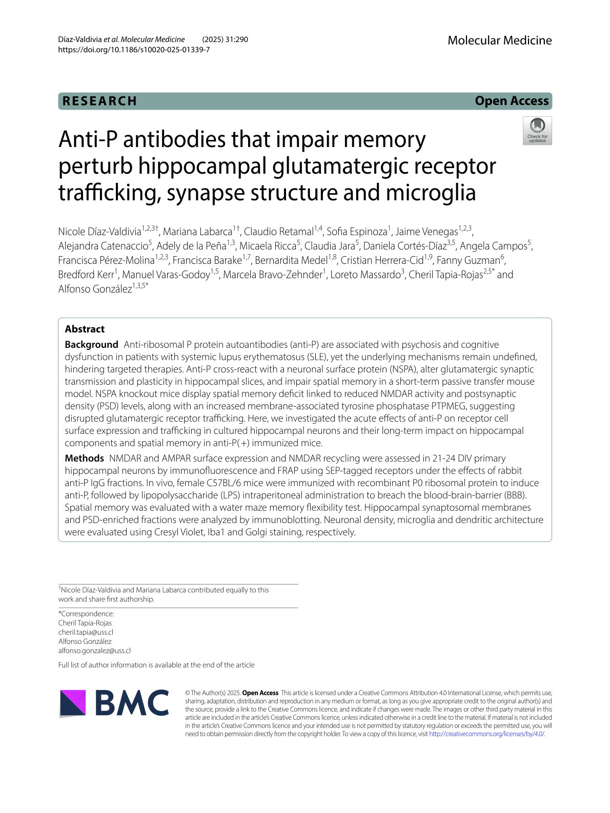 Anti-P antibodies that impair memory perturb hippocampal glutamatergic receptor trafficking, synapse structure and microglia