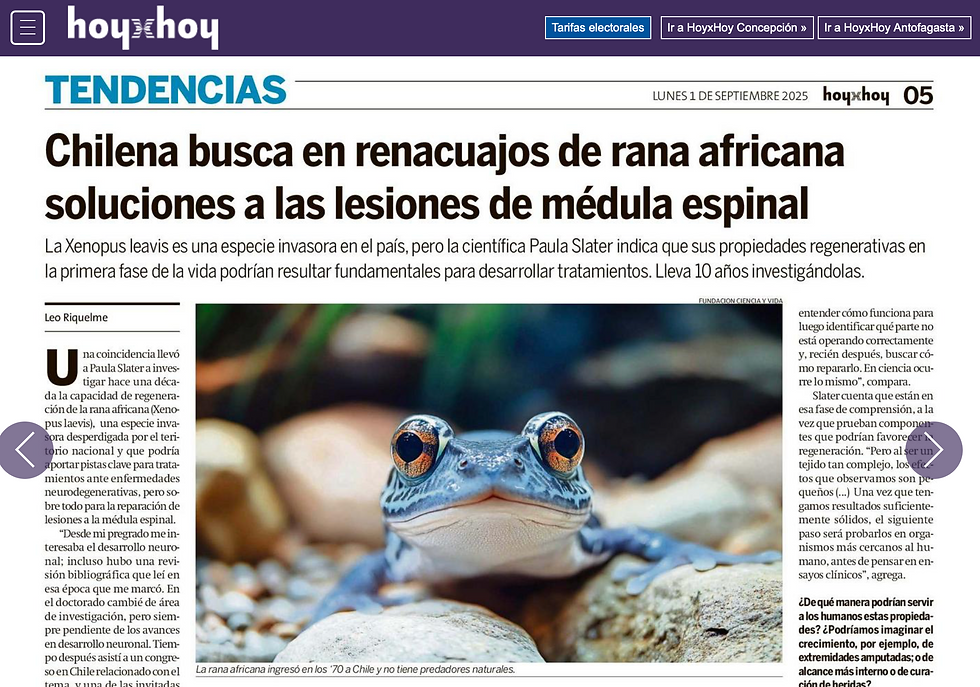 Chilena busca en renacuajos de rana africana soluciones a las lesiones de médula espinal 
