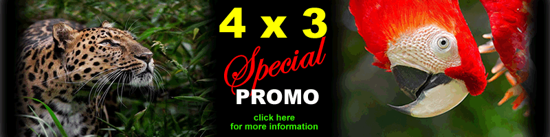 promo ENG.gif