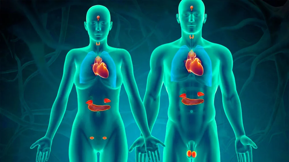 endocrine-disruption-1.webp