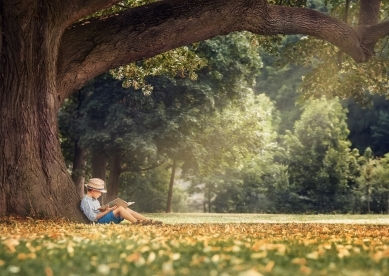Child in a hat reading a book under a large tree.