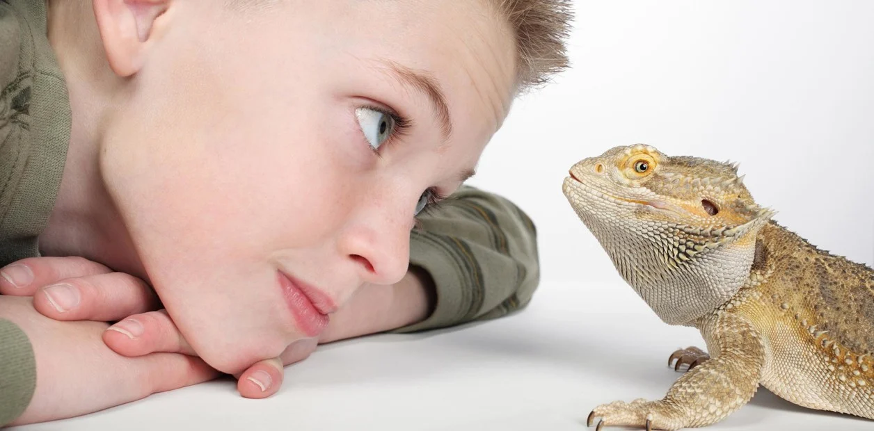 Es crucial estar atento a las lesiones comunes en reptiles, como cortes, abrasiones o enfermedades de la piel, y buscar atención veterinaria cuando sea necesario. Por otro lado, el manejo seguro de tu reptil también te ayudará a evitar lesiones comunes como mordeduras y arañazos.