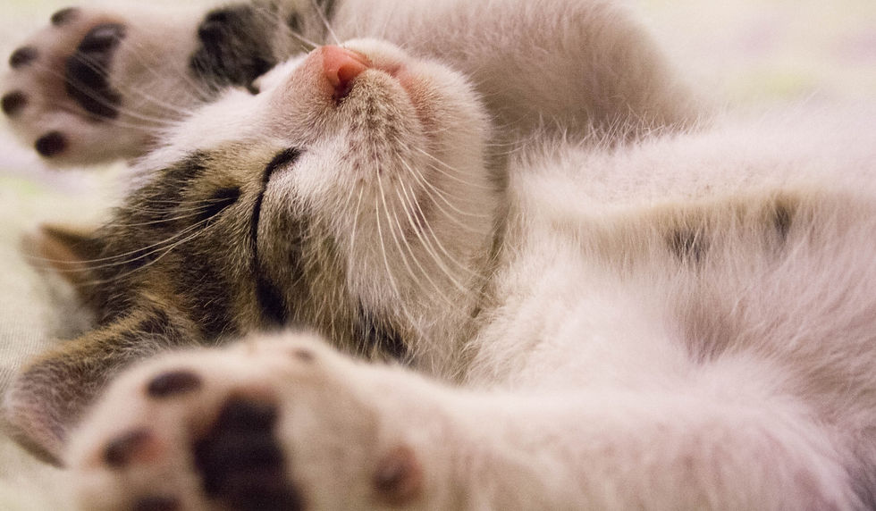 Un gato es una mascota de compañía cariñosa e independiente. Los gatos son expertos en brindar amor y compañía a la par que disfrutan de su independencia. No requieren tanta atención constante, lo que los convierte en una excelente opción para personas con un estilo de vida ocupado.