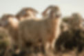 The Livestock Photographer-38.jpg