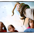 EffieYeaw snake.jpg