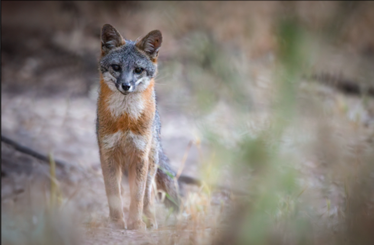 H cline fox.png