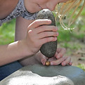 Cracking acorns.JPG