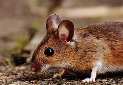 Mice Removal