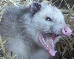 Opossum Removal