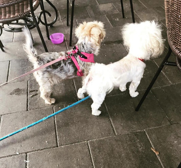 Pet care (3)