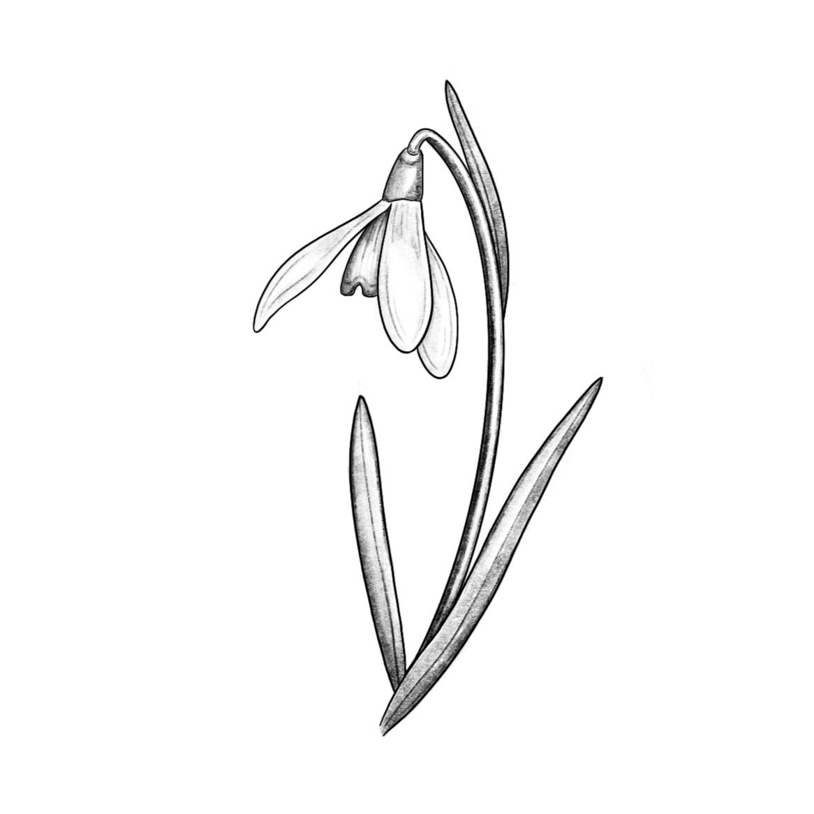 Snowdrop (Repeatable)