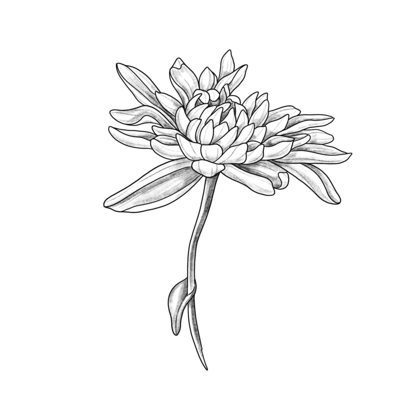Chrysanthemum