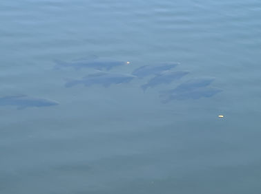 Fish in Lake