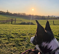 Dog friendly holidays West Wales sunset