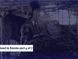 From Seed to Smoke 4/7
