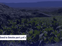 From Seed to Smoke 3/7