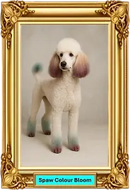 Spaw Colour Bloom.webp