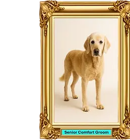 Senior Comfort.webp